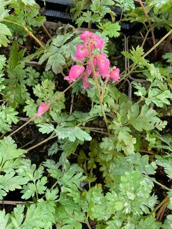 Dicentra formosa 'Luxuriant' P9 - afbeelding 4