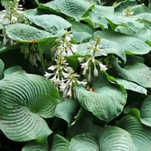 Hosta 'Big Daddy' P9 - afbeelding 2