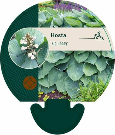 Hosta 'Big Daddy' P9 - afbeelding 1