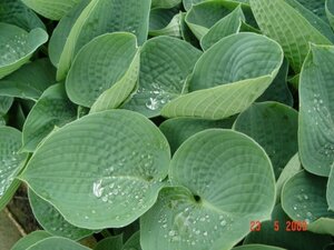 Hosta 'Big Daddy' P9 - afbeelding 3