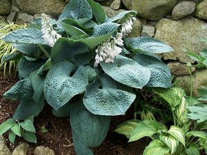 Hosta 'Big Daddy' P9 - afbeelding 4