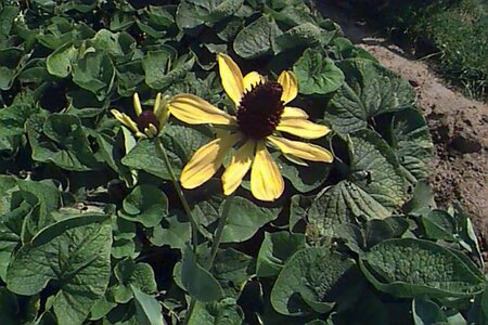 Rudbeckia maxima P9 - afbeelding 1