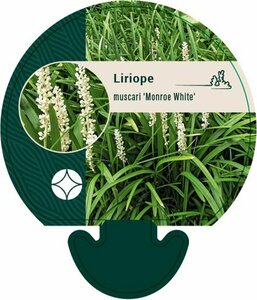Liriope muscari 'Monroe White' P9 - afbeelding 2