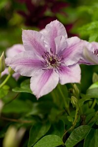 Clematis 'Nelly Moser' C2