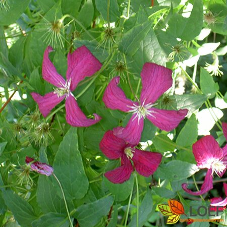 Clematis viticella 'Polish Spirit' C2