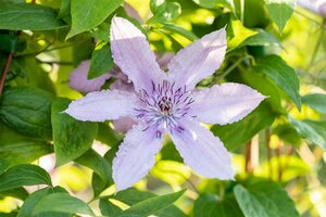 Clematis 'Hagley Hybrid' C2