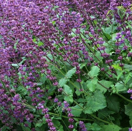 Salvia verticillata 'Purple Rain' P9 - afbeelding 4