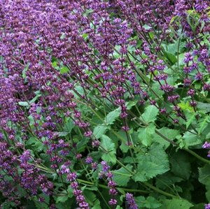 Salvia verticillata 'Purple Rain' P9 - afbeelding 4