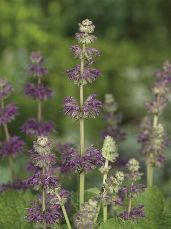 Salvia verticillata 'Purple Rain' P9 - afbeelding 5