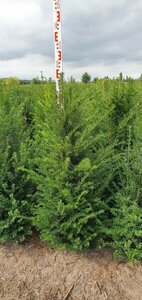 Taxus baccata 30/40 C. Bol - afbeelding 15