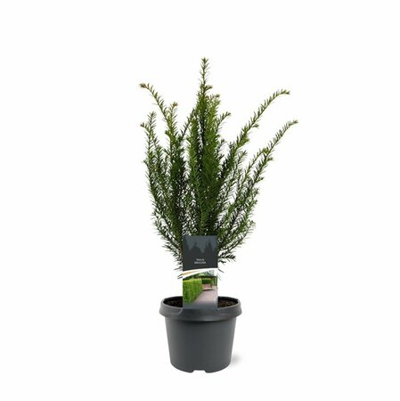 Taxus baccata 30/40 C. Bol - afbeelding 10