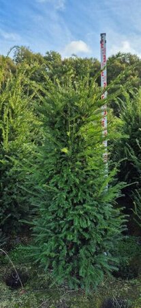 Taxus baccata 30/40 C. Bol - afbeelding 18