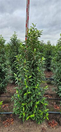 Prunus lusitanica 'Angustifolia' 40/50 C. - afbeelding 4