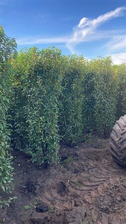 Prunus lusitanica 'Angustifolia' 40/50 C. - afbeelding 15