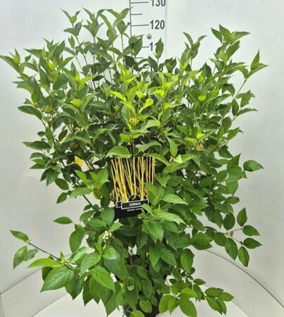 Cornus sericea 'Flaviramea' 80/100 C. - afbeelding 3
