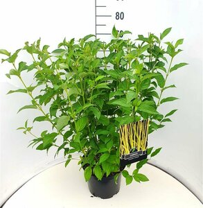 Cornus sericea 'Flaviramea' 80/100 C. - afbeelding 2