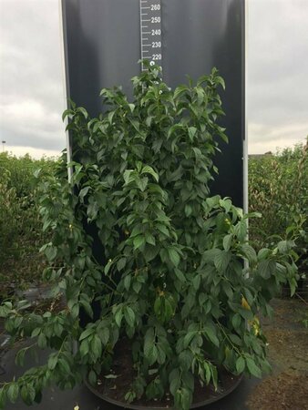 Cornus sericea 'Flaviramea' 80/100 C. - afbeelding 4