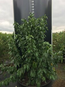 Cornus sericea 'Flaviramea' 80/100 C. - afbeelding 4