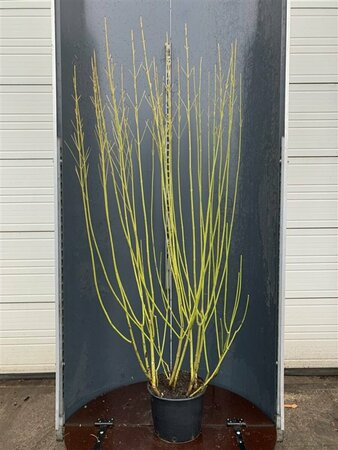 Cornus sericea 'Flaviramea' 80/100 C. - afbeelding 5