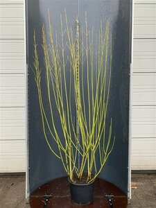 Cornus sericea 'Flaviramea' 80/100 C. - afbeelding 5