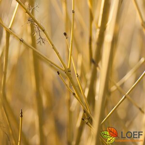 Cornus sericea 'Flaviramea' 80/100 C. - afbeelding 1