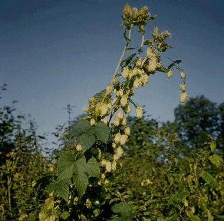 Humulus lupulus C2 - afbeelding 1
