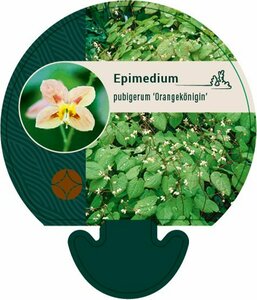 Epimedium pubigerum 'Orangekönigin' P9 - afbeelding 1