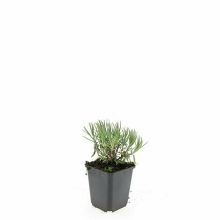 Lavandula angustifolia 'Munstead' P9 - afbeelding 21