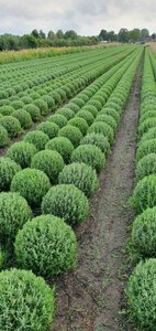 Lavandula angustifolia 'Munstead' P9 - afbeelding 14