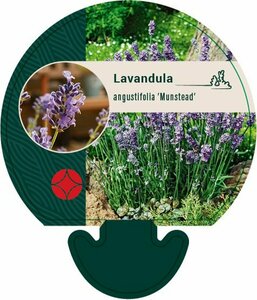Lavandula angustifolia 'Munstead' P9 - afbeelding 3