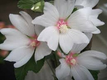 Lavatera thuringiaca 'Barnsley Baby' C2