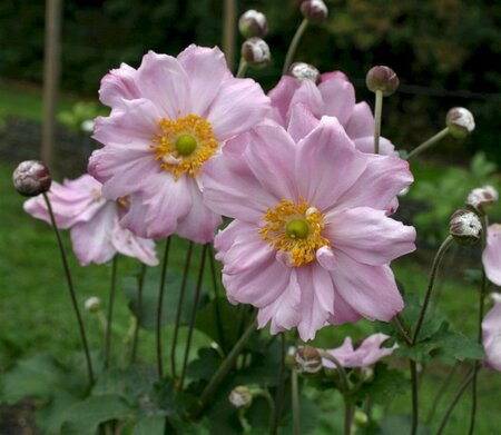 Anemone hybrida 'Königin Charlotte' P9 - afbeelding 2