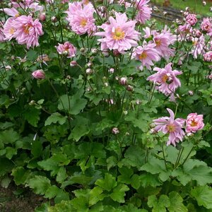 Anemone hybrida 'Königin Charlotte' P9 - afbeelding 3