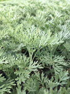 Artemisia 'Powis Castle' P9 - afbeelding 4