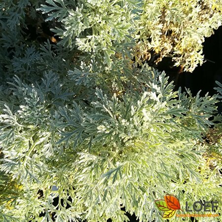 Artemisia 'Powis Castle' P9 - afbeelding 2