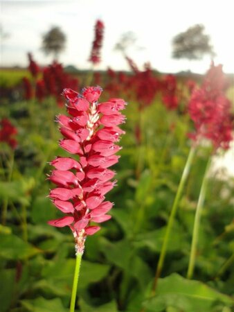 Persicaria amplexicaulis 'Blackfield' P9 - afbeelding 1