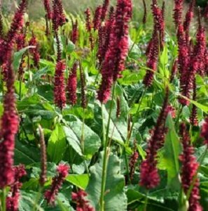 Persicaria amplexicaulis 'Blackfield' P9 - afbeelding 6