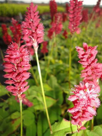 Persicaria amplexicaulis 'Blackfield' P9 - afbeelding 2