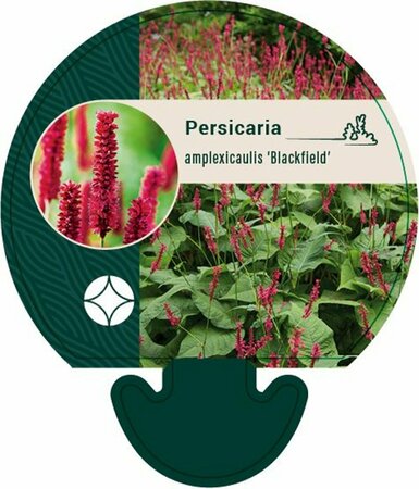 Persicaria amplexicaulis 'Blackfield' P9 - afbeelding 4