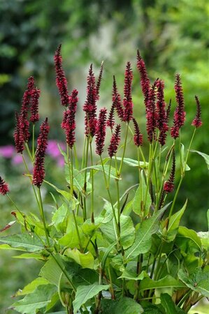 Persicaria amplexicaulis 'Blackfield' P9 - afbeelding 7