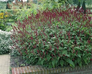 Persicaria amplexicaulis 'Blackfield' P9 - afbeelding 8