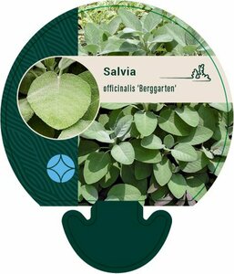 Salvia officinalis 'Berggarten' P9 - afbeelding 1
