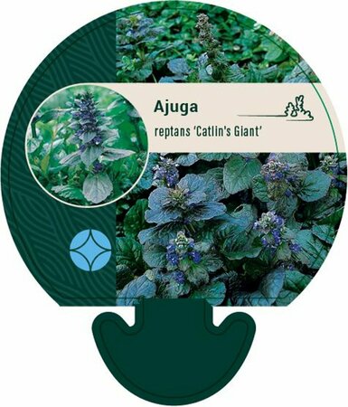 Ajuga reptans 'Catlin's Giant' P9 - afbeelding 4