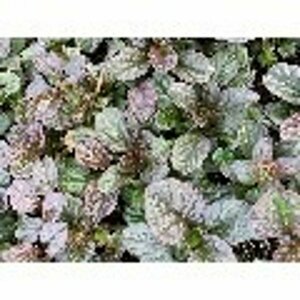 Ajuga reptans 'Catlin's Giant' P9 - afbeelding 1