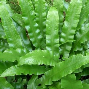 Asplenium scolopendrium C2 - afbeelding 6