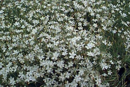 Dianthus deltoides 'Albiflorus' P9 - afbeelding 1