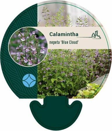 Calamintha nepeta 'Blue Cloud' P9 - afbeelding 2