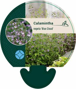 Calamintha nepeta 'Blue Cloud' P9 - afbeelding 2