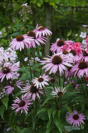 Echinacea purpurea 'Augustkönigin' P9 - afbeelding 1