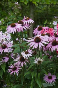 Echinacea purpurea 'Augustkönigin' P9 - afbeelding 1